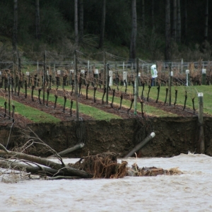 Wine industry risks