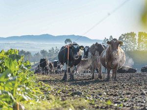 Transition success isn’t just about minerals - rumen dynamics and cow condition also play a role.