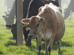 Fresh M. bovis find 'no surprise'