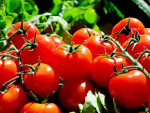 Tomatoes NZ is the latest industry group to sign up to a biosecurity partnership with government.