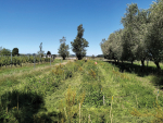 Field trial underway at Harris Estate in Waipara, with native plants and pasture growing in experimental treatment plots.