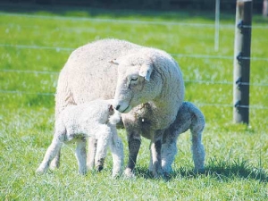 The 15,000 bales on offer from both centres this week saw a slight easing for most types.