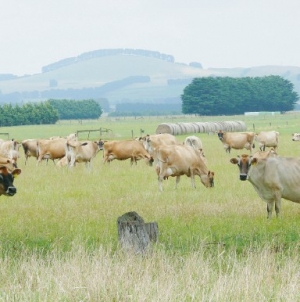 Fonterra Australia signs 10yr deal with Woolworths