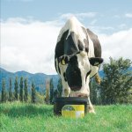 Time for dry cow management rethink?