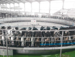 China&#039;s largest rotary parlour