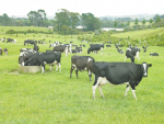 Once-a-day milking can be a good way to reduce pasture demand.