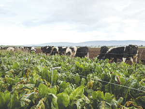 Farmers will begin moving stock onto crops in the coming weeks, so now is the critical time to ensure all plans are in place for the months ahead.