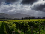 Record Marlborough harvest meets market challenges