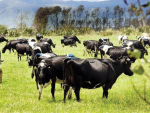 The review proposes a stronger focus on possum hot spots to achieve TB freedom in both livestock and possums by 2040.
