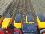 Band tillage machine designed to cut fodder beet establishment costs