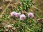 Californian thistle.