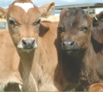 Bobby calf study triggers MPI call for probe