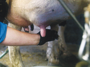 Once bacteria enter the udder, the cow&#039;s immune system fights infection by producing white blood cells, measured as somatic cell count (SCC).