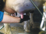 Once bacteria enter the udder, the cow's immune system fights infection by producing white blood cells, measured as somatic cell count (SCC).