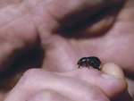 A natural insecticide is in the pipeline to fight the black beetle.