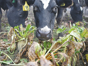 Fodder beet was a standout, although its impact on methane emissions was less dramatic and consistent.