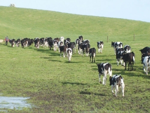 Heifers must reach puberty to cycle and get in calf.