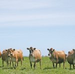 Herd fertility in your hands